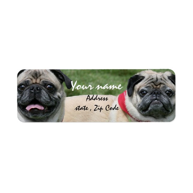 Mops-Hunde: (Vorne)