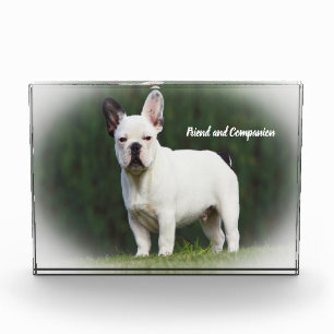 Mops Hunde Fotoblock