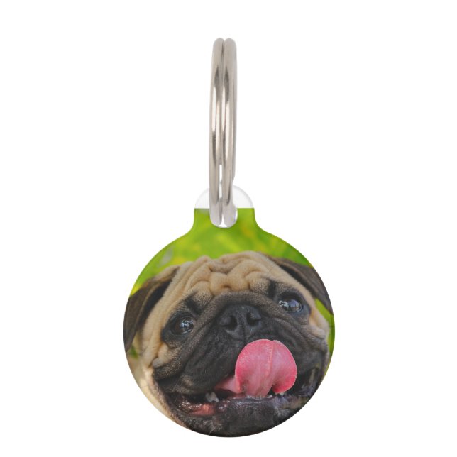 Mops Hunde. Haustiermarke (Vorderseite)