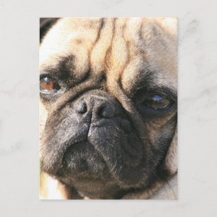 Mops Hunde Postkarte