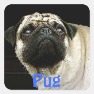 Mops-Hunde und Niedliche Sticker für Heimtiere