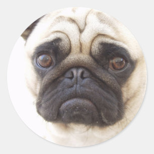 Mops-Hundeaufkleber Runder Aufkleber