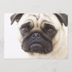 Mops-Hundeeinladung Einladung