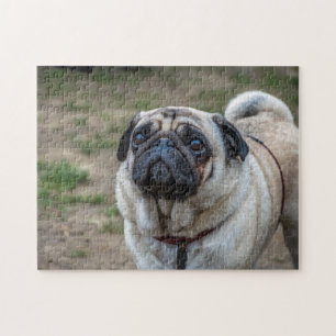 Mops-Hundepuzzle