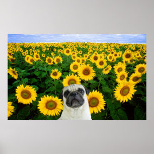 Mops im Sonnenblume-Leinwanddruck Poster