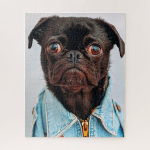 Mops in Denim Jackey Niedlich Adorable Doppy Puppy