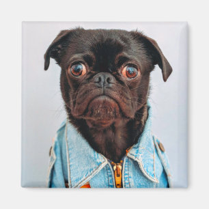 Mops in Denim Jackey Niedlich Adorable Doppy Puppy Magnet
