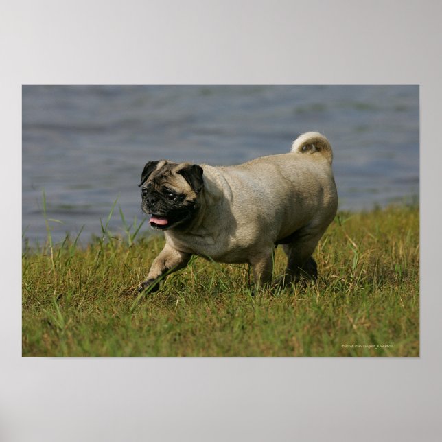 Mops in der Nähe des Wassers Poster (Vorne)