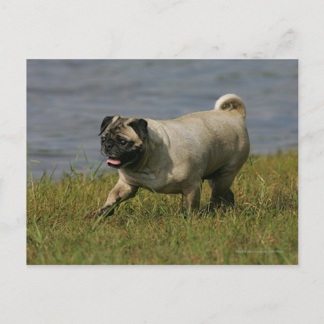 Mops in der Nähe des Wassers Postkarte (Vorderseite)