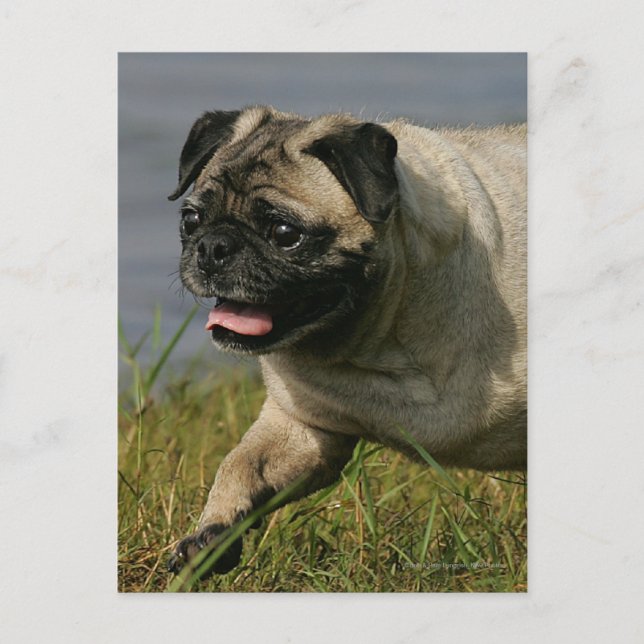 Mops in der Nähe des Wassers Postkarte (Vorderseite)