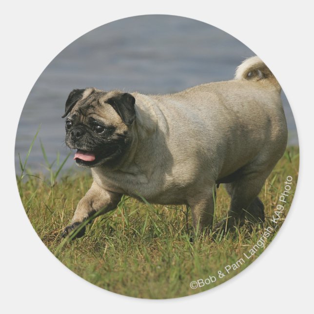Mops in der Nähe des Wassers Runder Aufkleber (Vorderseite)