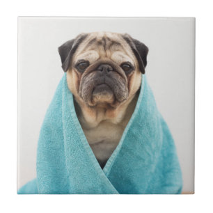 Mops in einem Handtuch Fliese