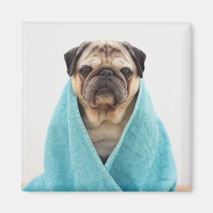Mops in einem Handtuch Magnet