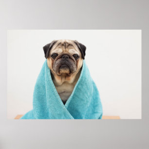 Mops in einem Handtuch Poster