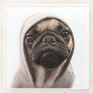 Mops in einem Hoodie Glasuntersetzer
