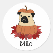 Mops in einem Kürbis