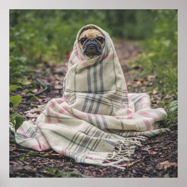 Mops in einer Decke Poster (Vorne)