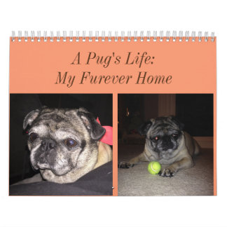 Mops-Kalender Kalender