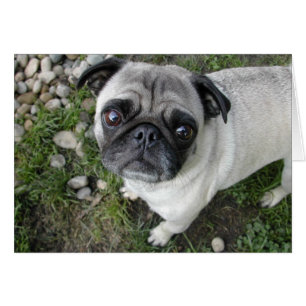 Mops Kies Card