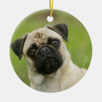 Mops-Kopf gespannt, Kamera betrachtend