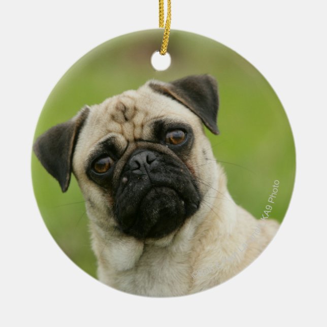 Mops-Kopf gespannt, Kamera betrachtend Keramikornament (Vorne)