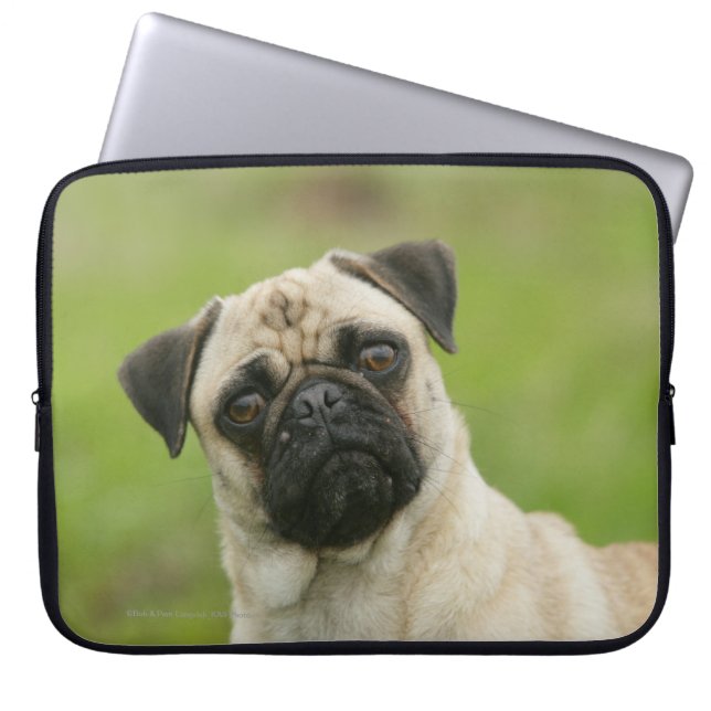 Mops-Kopf gespannt, Kamera betrachtend Laptopschutzhülle (Vorderseite)