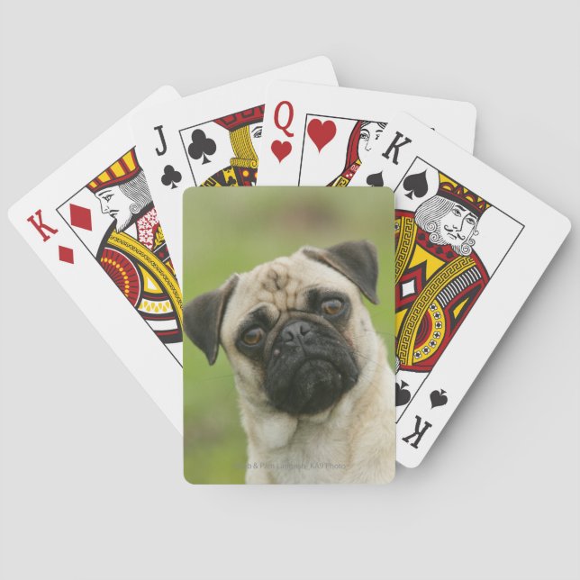 Mops-Kopf gespannt, Kamera betrachtend Spielkarten (Rückseite)