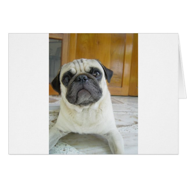 Mops-Leg.png (Vorderseite (Horizontal))