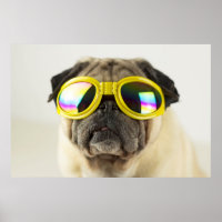 Mops mit Brille