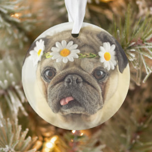 Mops mit Daisy Crown Ornament