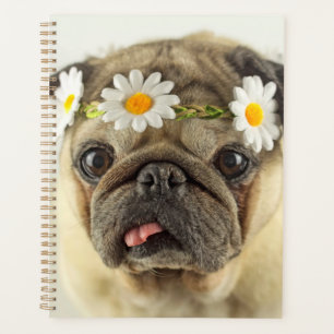 Mops mit Daisy Crown Planer