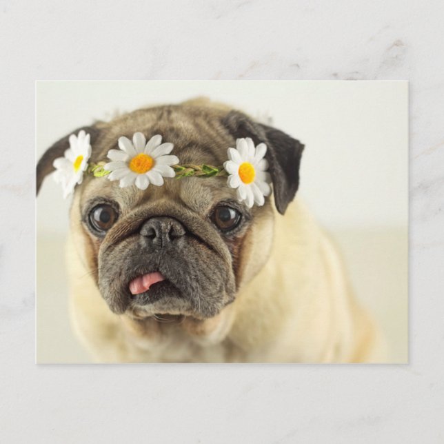 Mops mit Daisy Crown Postkarte (Vorderseite)