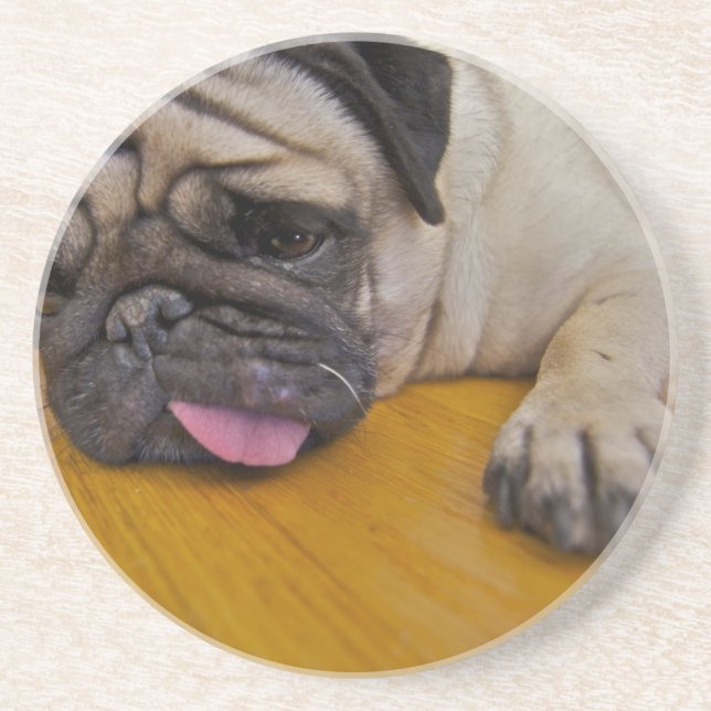 Mops mit einem zu viele Untersetzer (Vorne)
