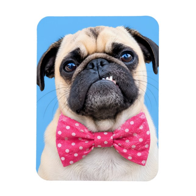 Mops mit rosa Fliege Magnet (Vertikal)