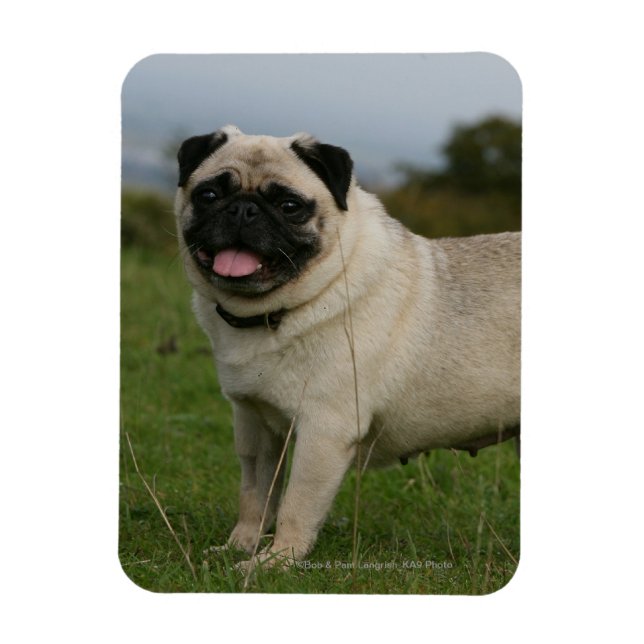 Mops Panting Magnet (Vertikal)