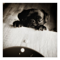 Mops pinkeln in bw