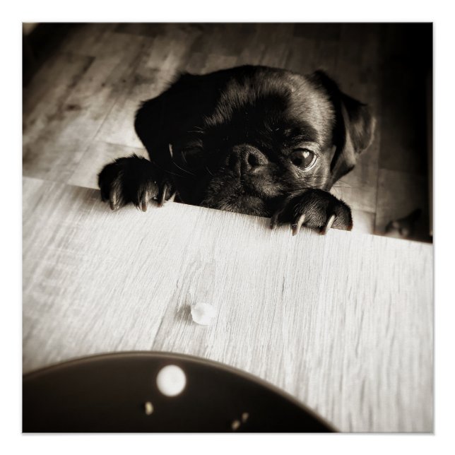 Mops pinkeln in bw poster (Vorderseite)