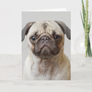 Mops-Portrait Karte