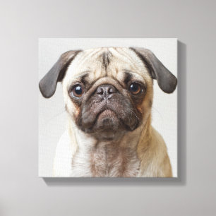 Mops-Portrait Leinwanddruck