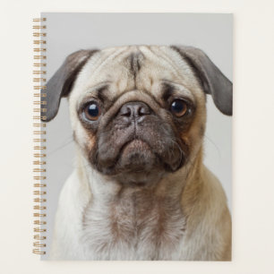 Mops Portrait Planer