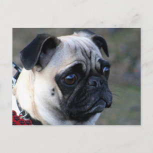 Mops Postkarte