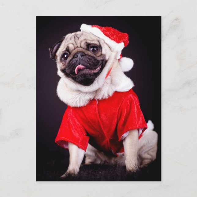 Mops Postkarte (Vorderseite)