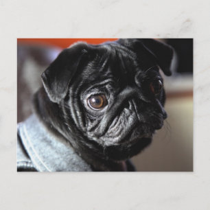 Mops Postkarte