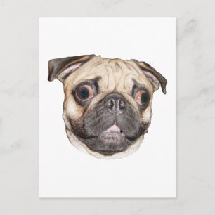 Mops Postkarte