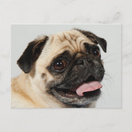 Mops Postkarte