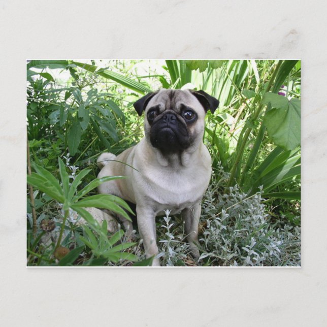 Mops Postkarte (Vorderseite)