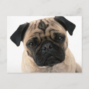 Mops Postkarte