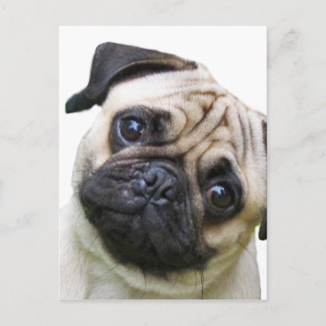 Mops Postkarte (Vorderseite)