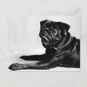 Mops Postkarte