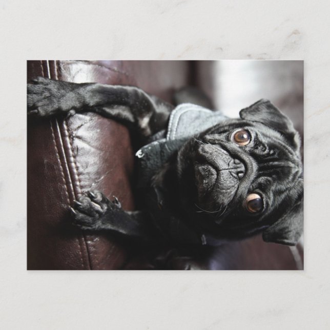 Mops Postkarte (Vorderseite)